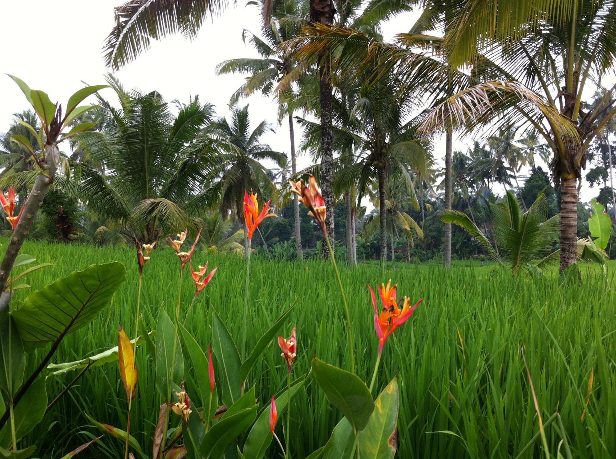 Villa Neyang Ubud Dış mekan fotoğraf