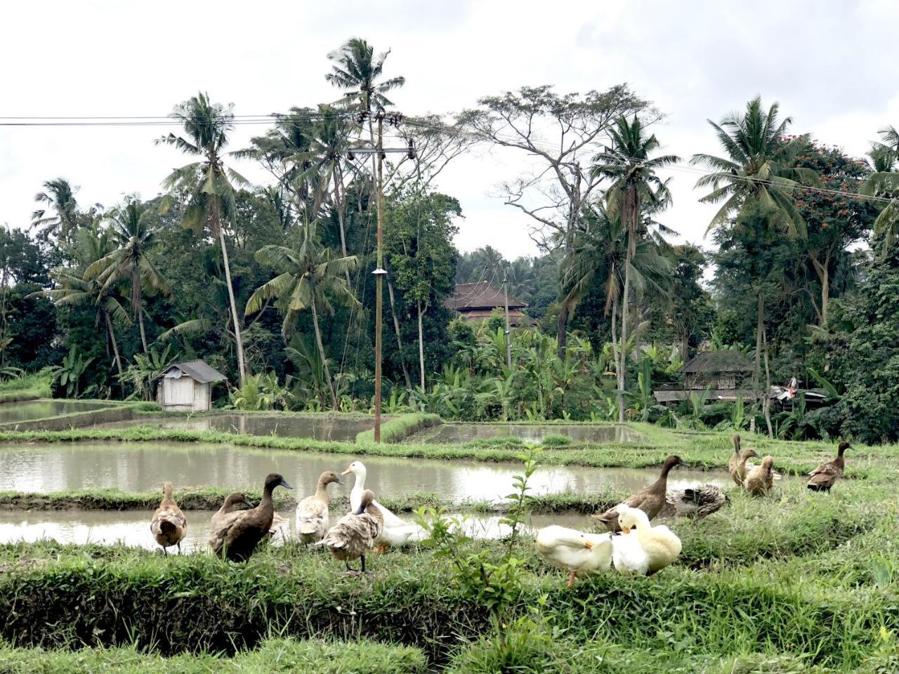 Villa Neyang Ubud Dış mekan fotoğraf
