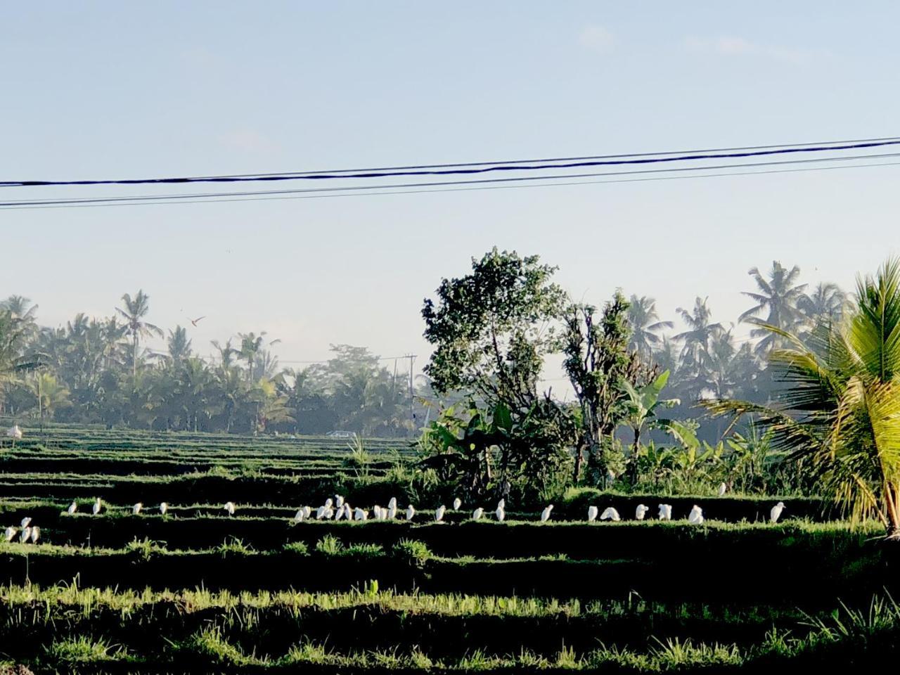 Villa Neyang Ubud Dış mekan fotoğraf